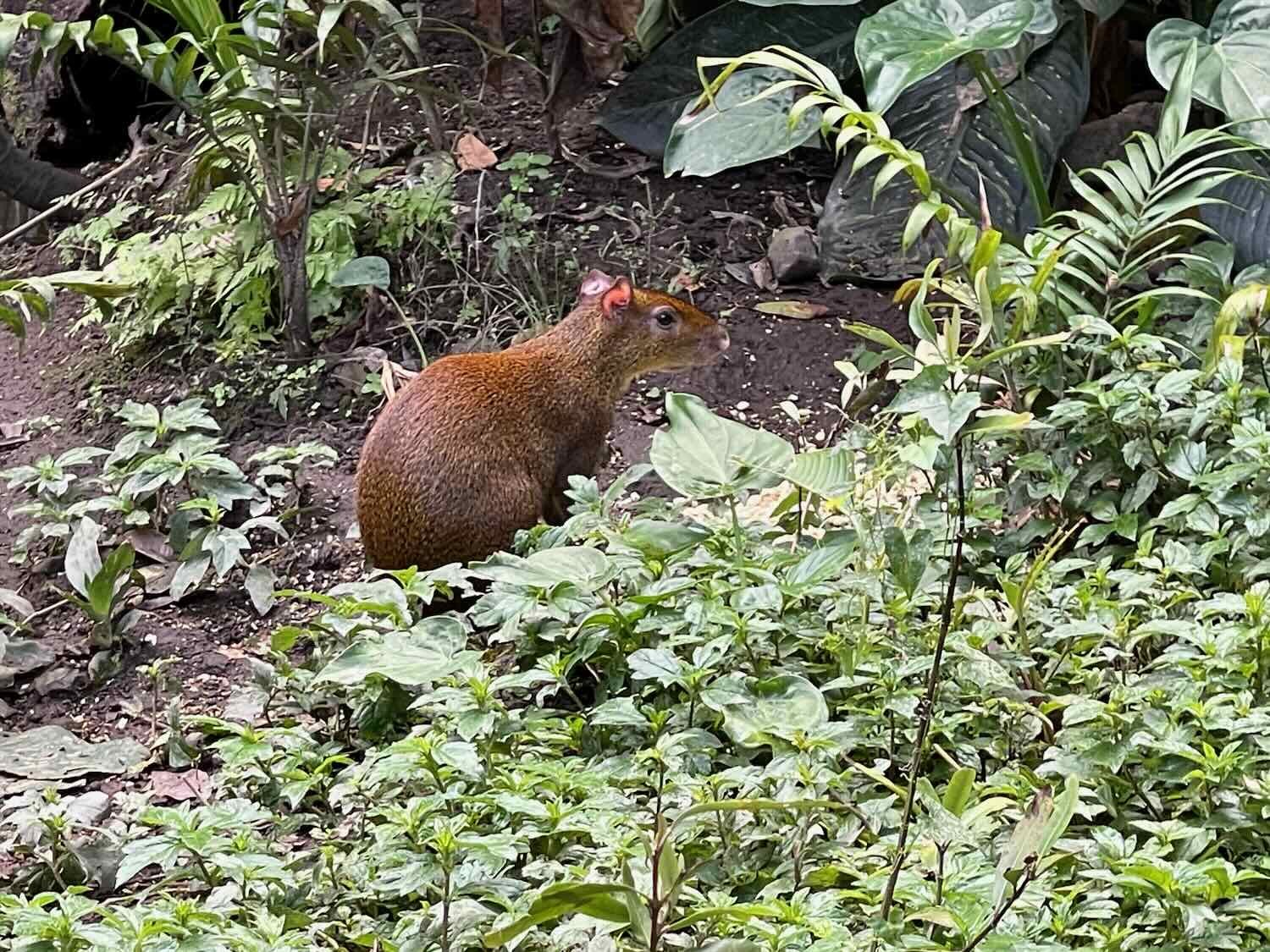 This Central American agouti preferred the shade