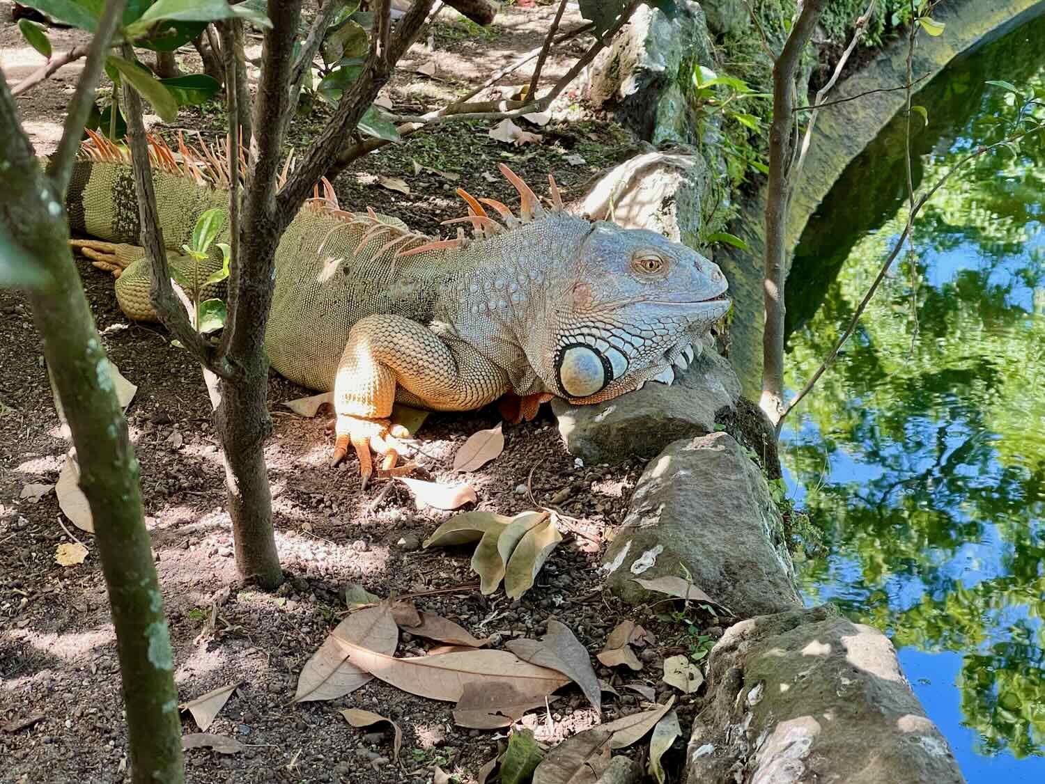 A particularly large green iguana lounged near one of the ponds