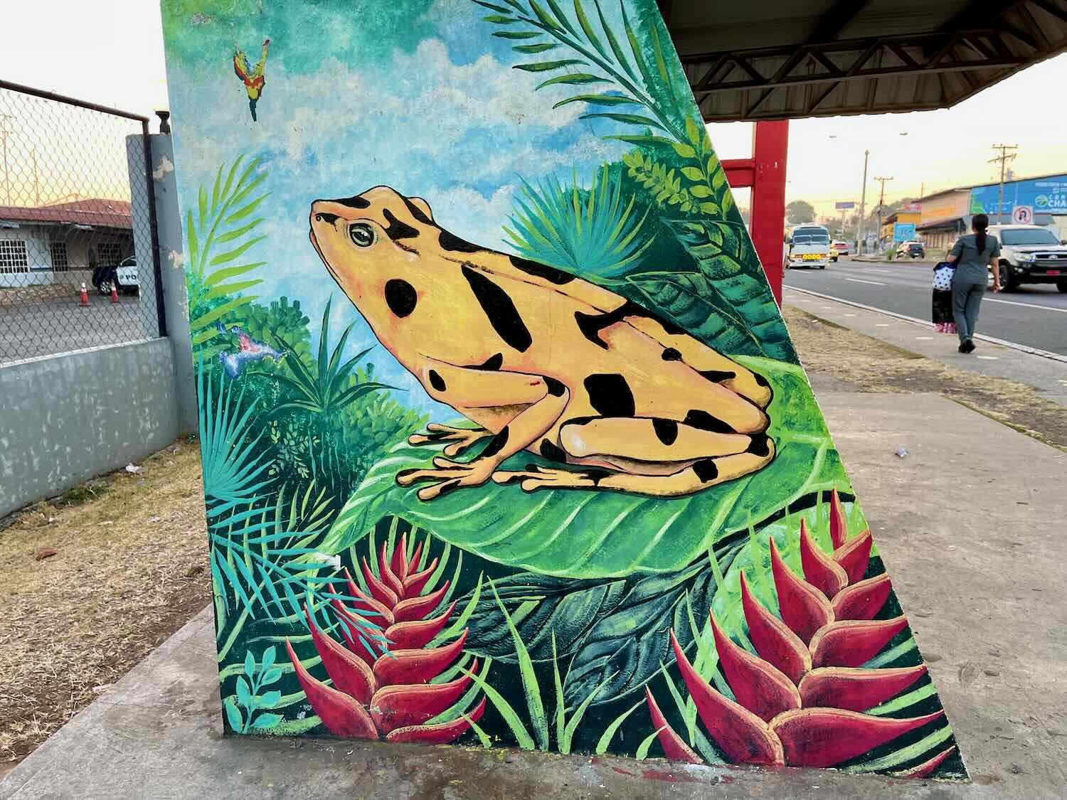 The Panamanian golden frog is the country’s national animal. It’s considered good luck, even though they are so poisonous that even touching a wild frog can be dangerous