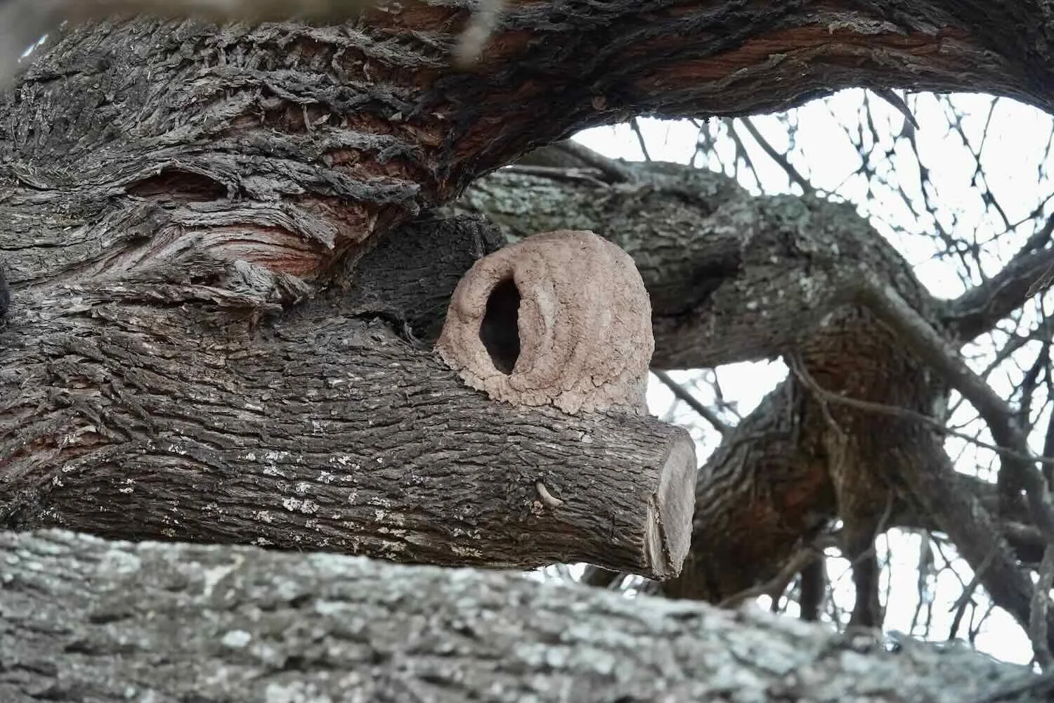 An actual, Rufous Hornero bird nest that we had seen previously (for comparison).