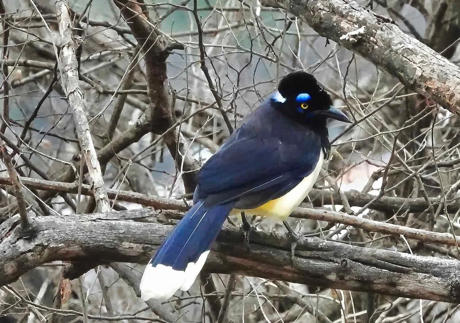 Plush-crested Jay