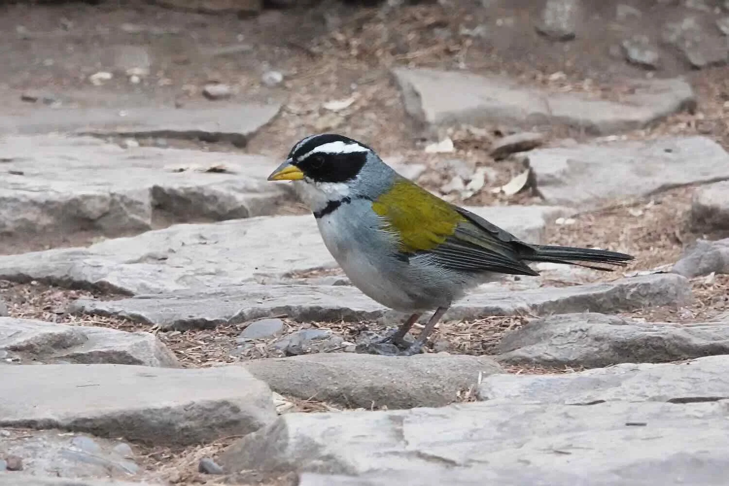 Moss-backed Sparrow