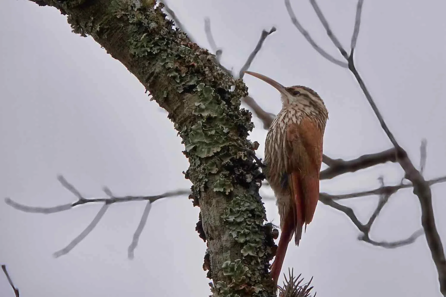 Narrow-billed Woodcreeper