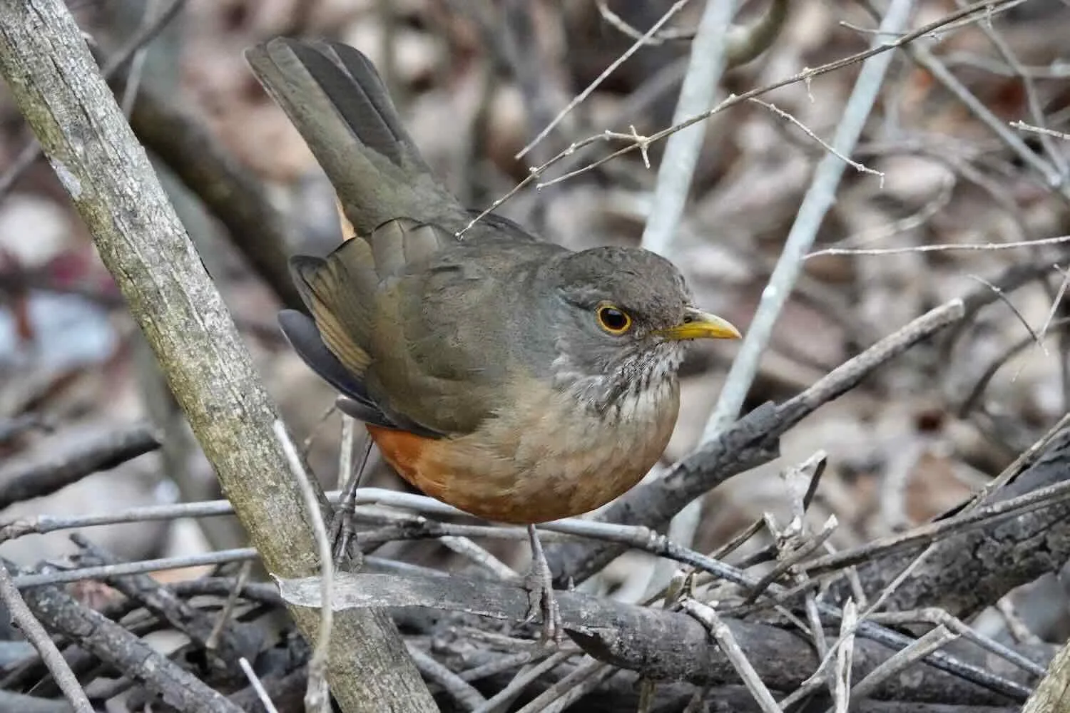 Rufous-bellied Thrush