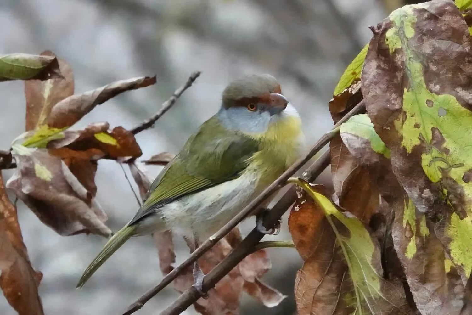 Rufous-browed Peppershrike