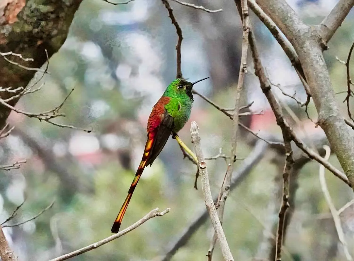 Red-tailed Comet