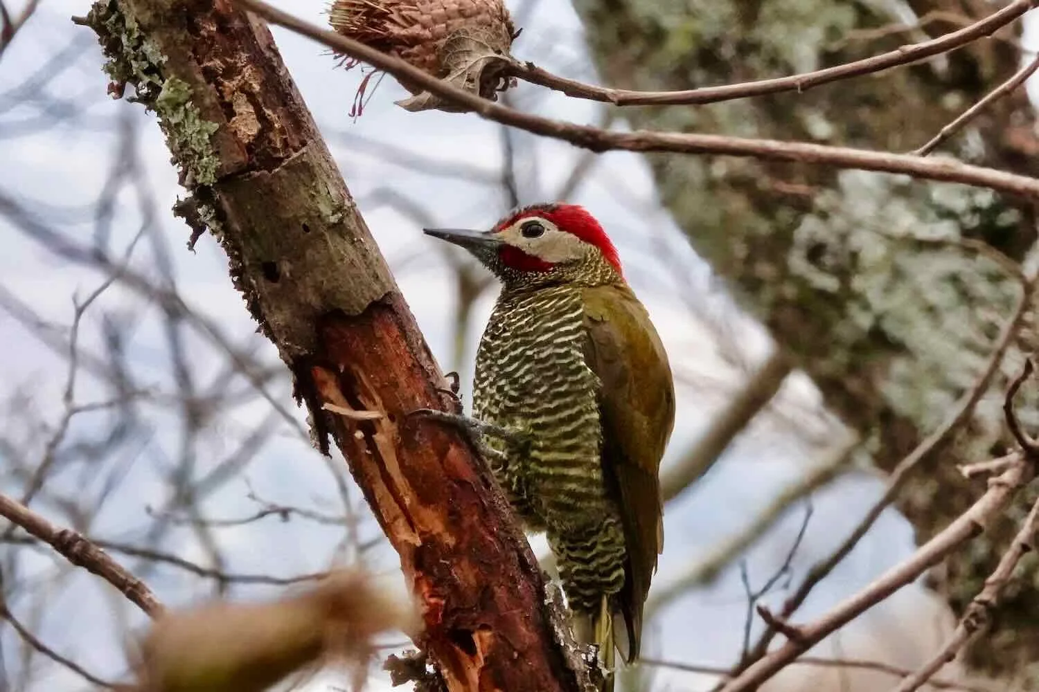 Golden-olive Woodpecker