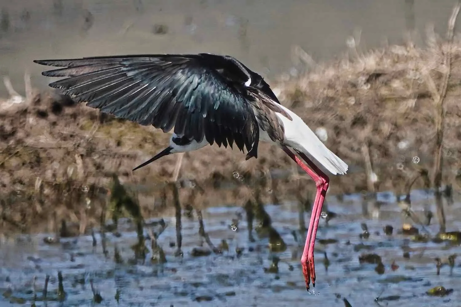 Black-necked Stilt