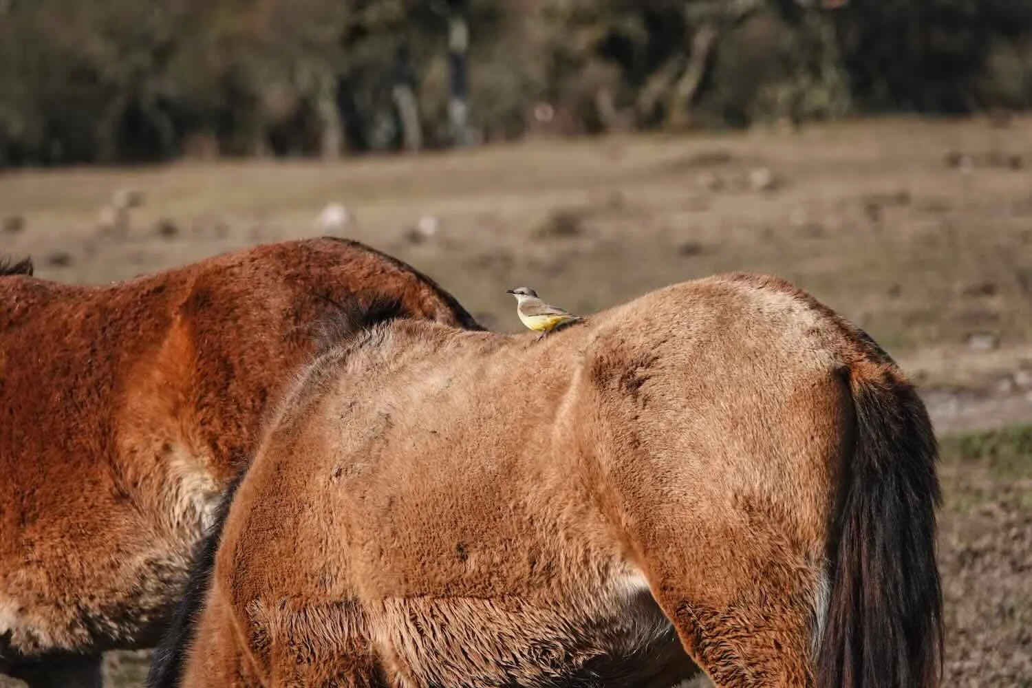 A Cattle Tyrant in its natural habitat