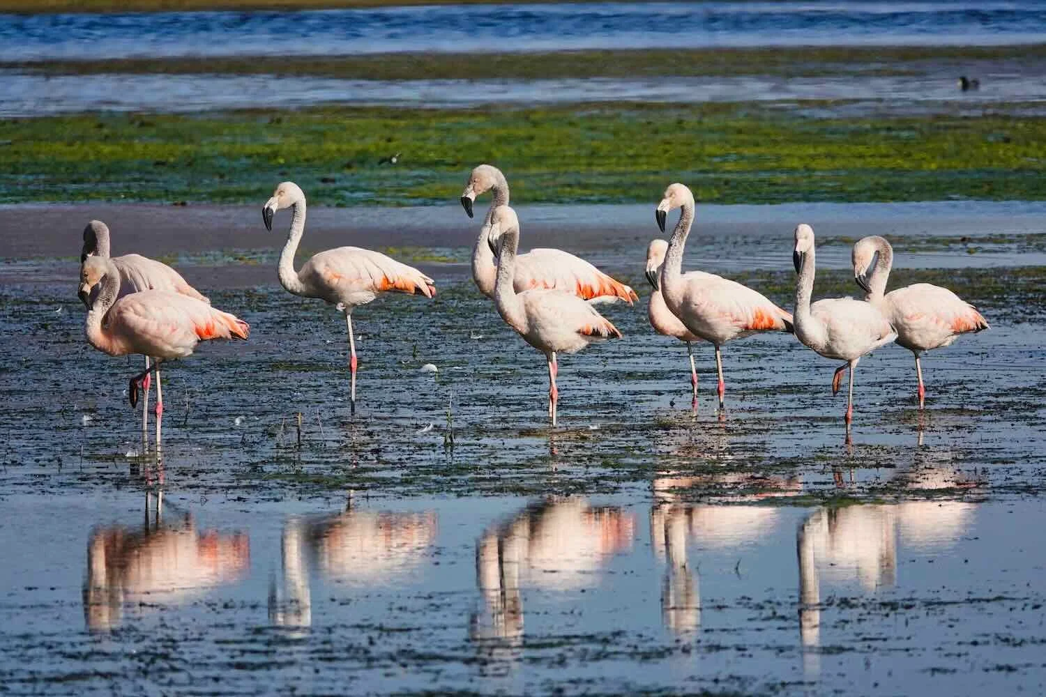 Chilean Flamingos