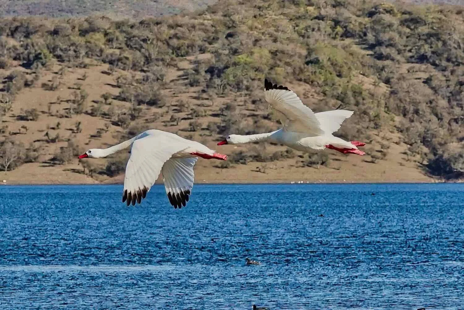 Coscoroba Swans