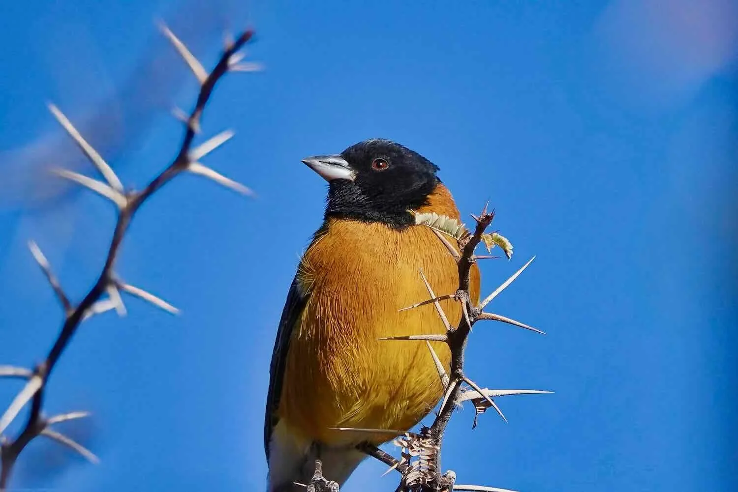 Black-hooded Sierra Finch