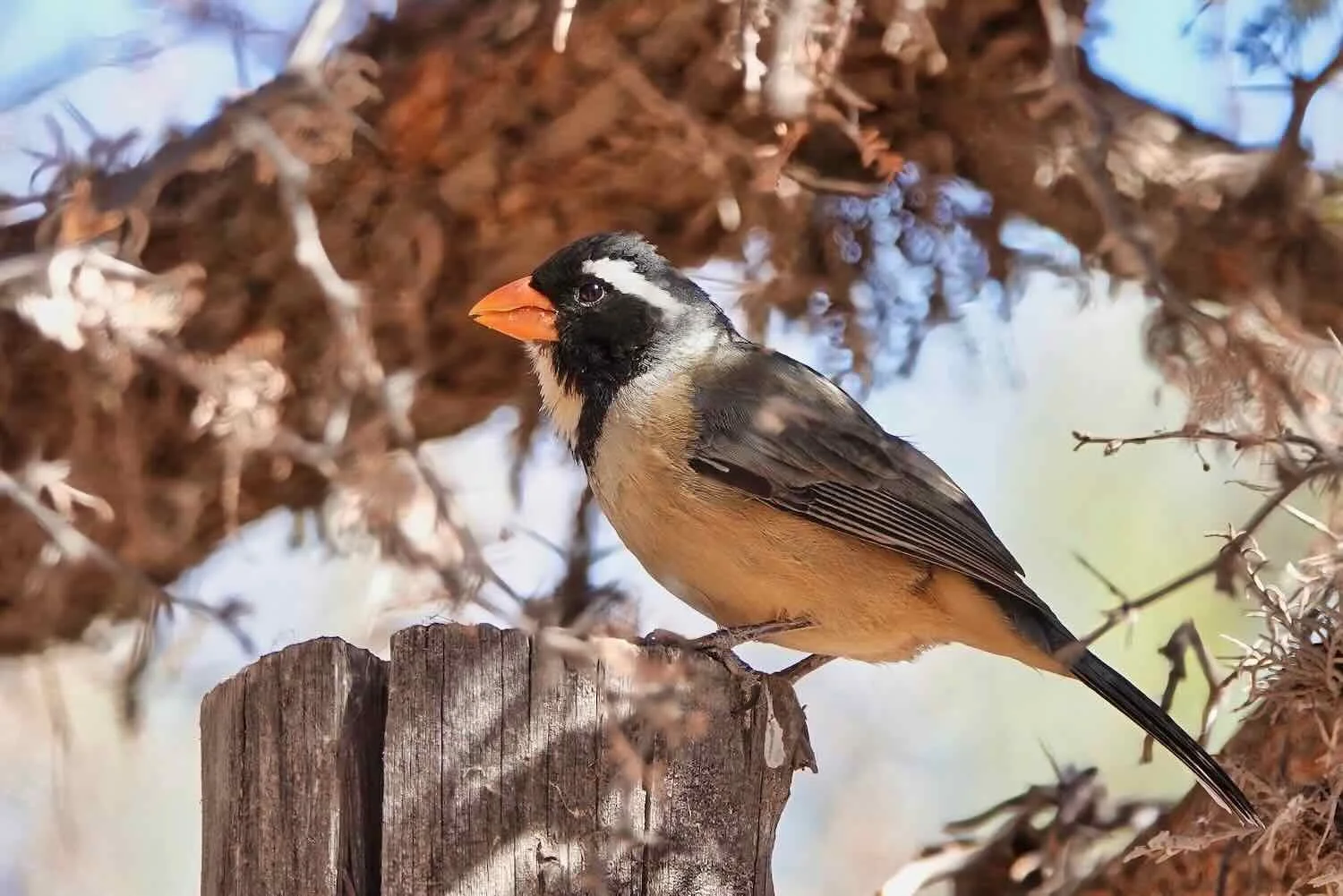 Golden-billed Saltator