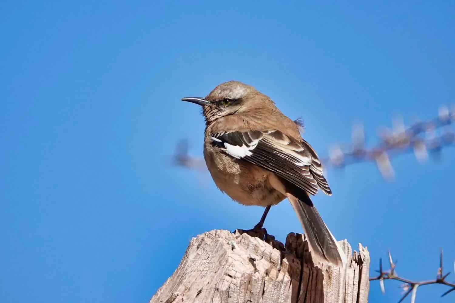 Brown-backed Mockingbird
