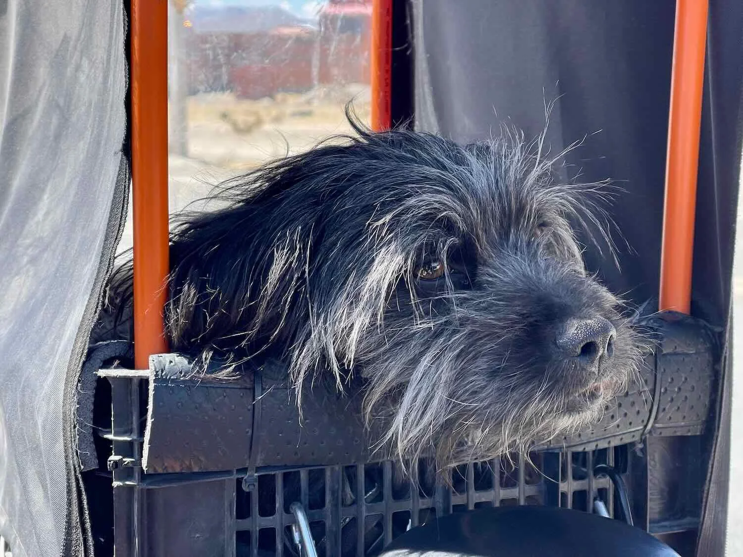 Sombra (a.k.a., Shadow), a budding Instagram influencer