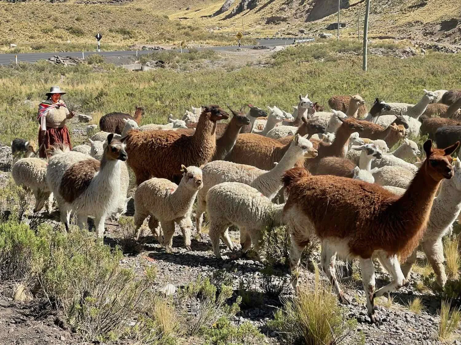 A shepherdess with her mixed flock of alpacas and llamas