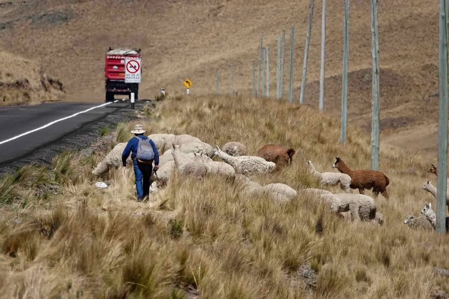 This guy was trying to keep his flock off the highway, but the animals weren't cooperating