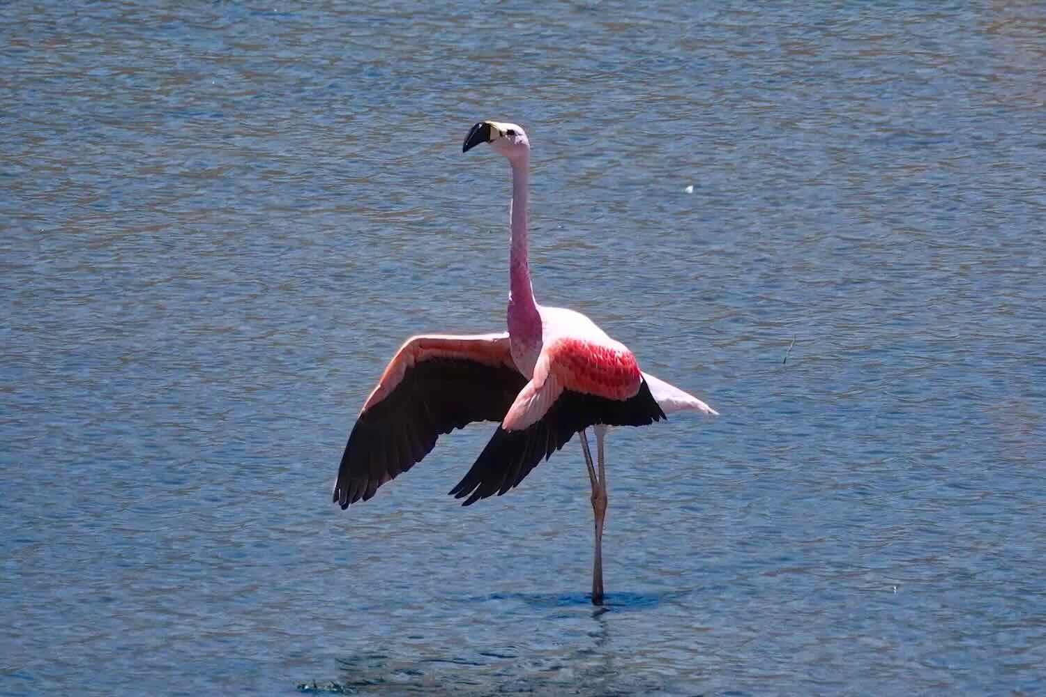 Andean Flamingo