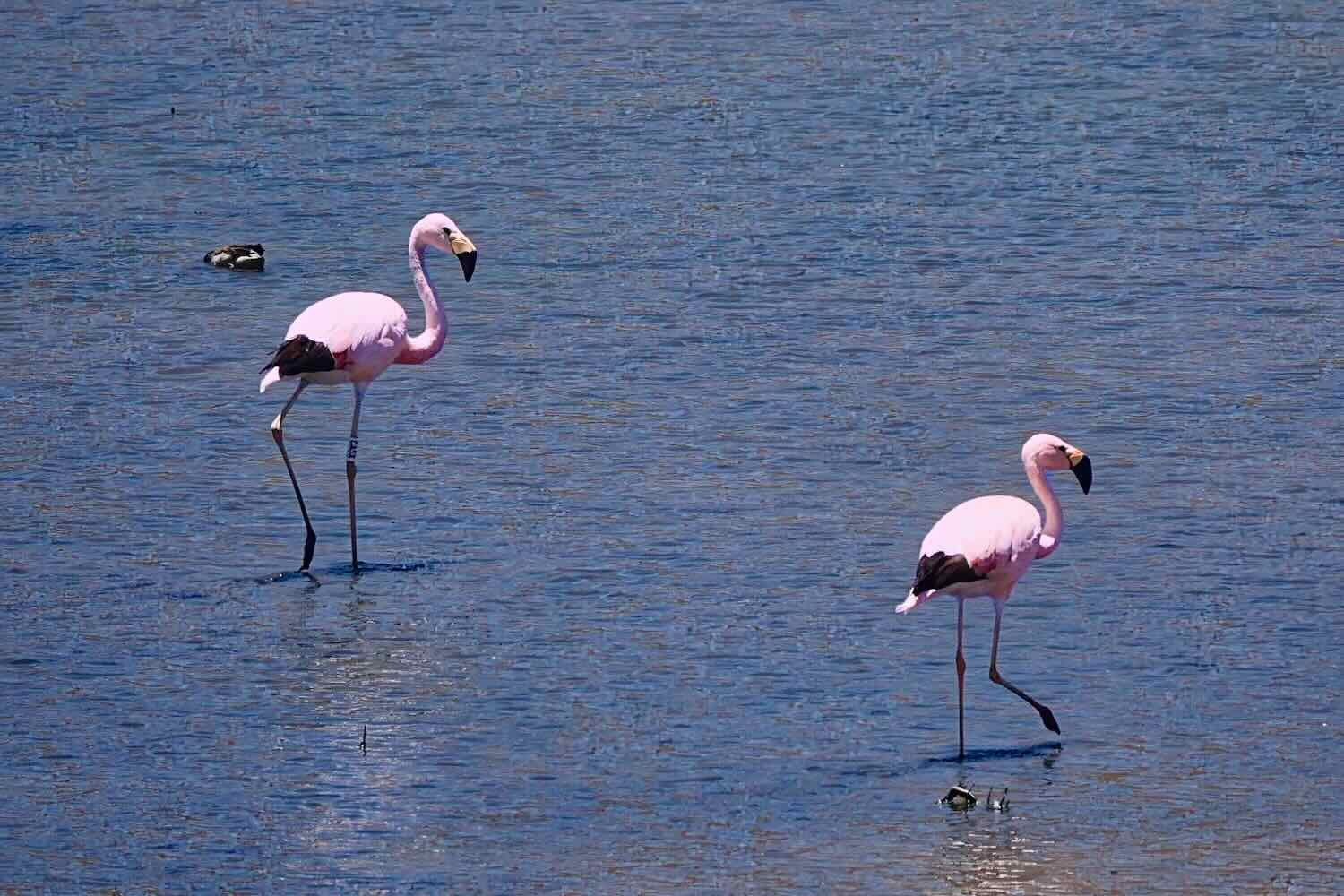 Andean Flamingos