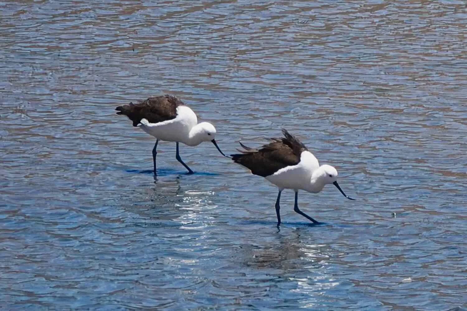 Andean Avocets
