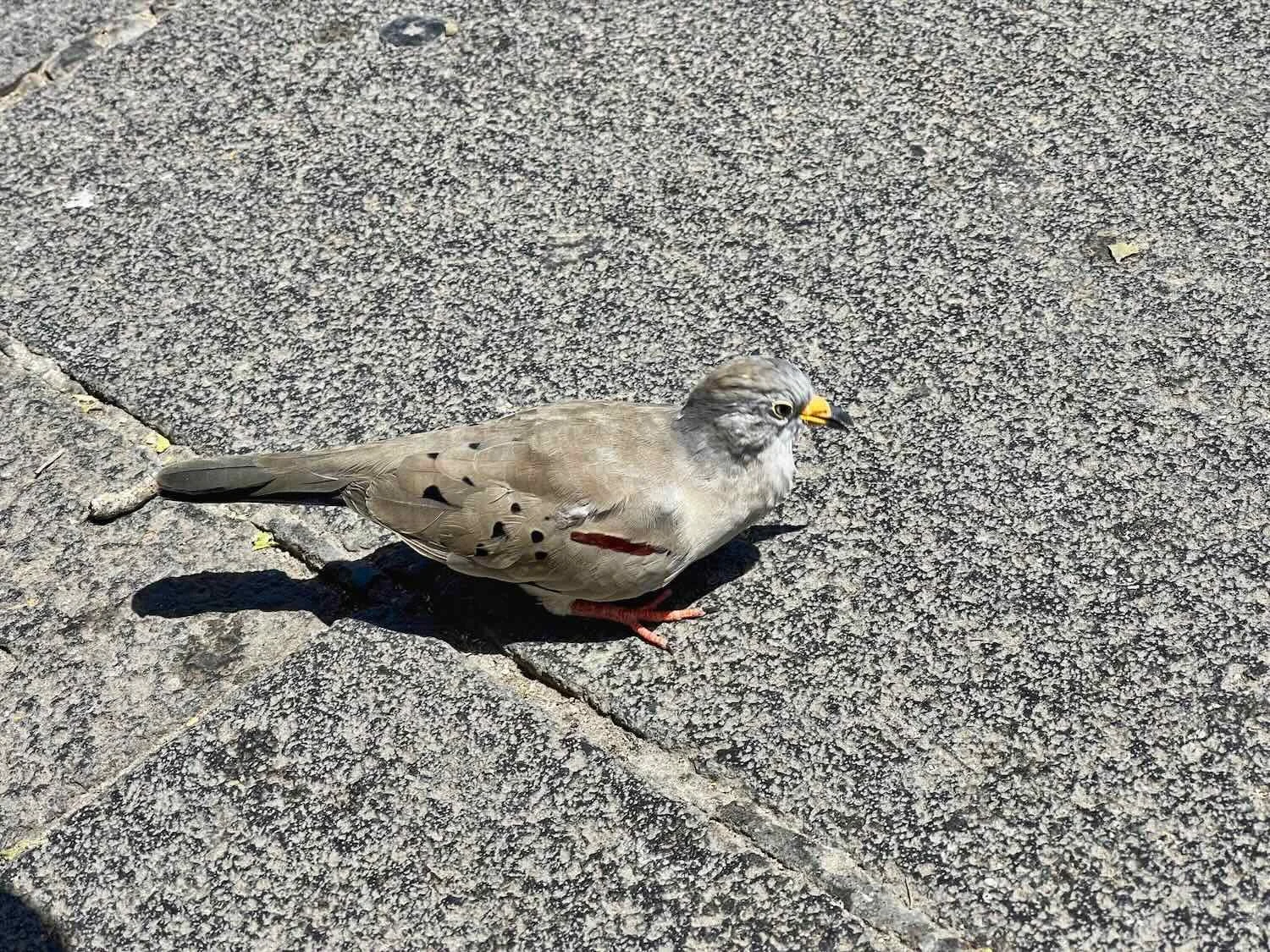 Croaking Ground Dove. Their un-dovelike call is reminiscent of a frog (or even a burp)