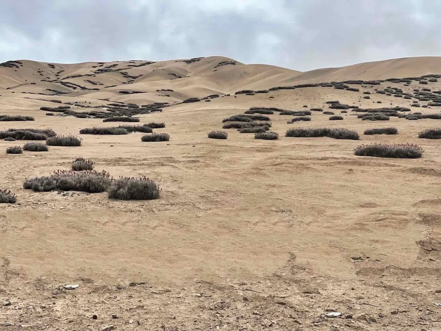 Air plants (Tillandsia purpurea) growing on the otherwise barren dunes