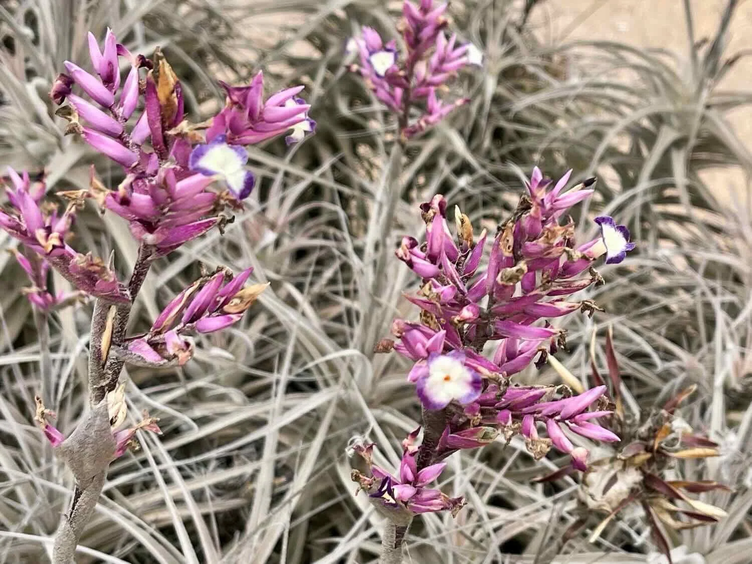 The air plants (Tillandsia purpurea) got nearly all their water from Pacific Ocean fog