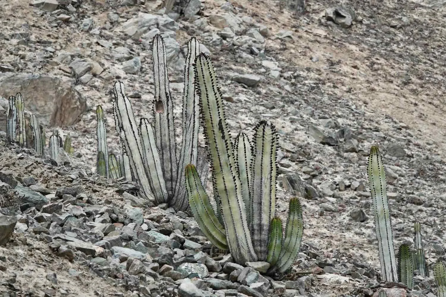 Cactus (Neoraimondia arequipensis)