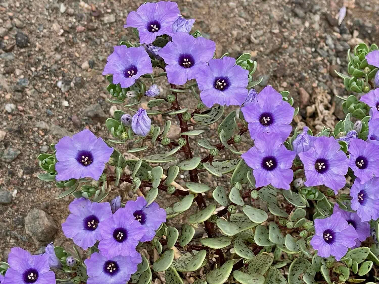Lovely purple flowers growing in the sand
