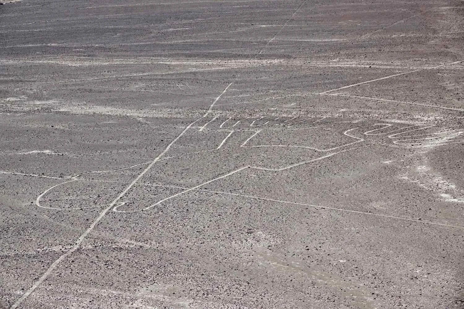 Image of a jumping frog (head facing to the right), seen from the overlook.