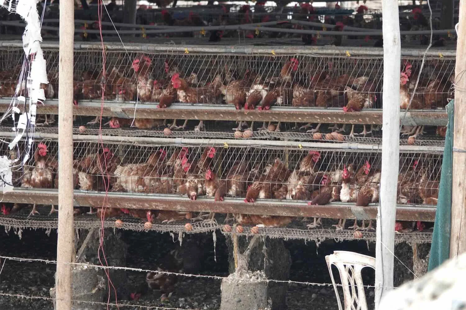 Conditions looked pretty rough for the chickens