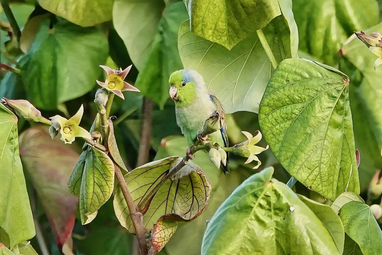 Pacific Parrotlet