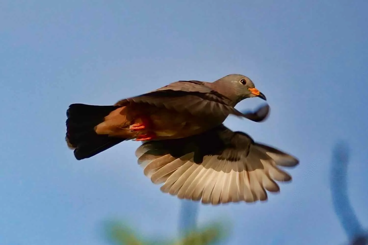Croaking Ground Dove