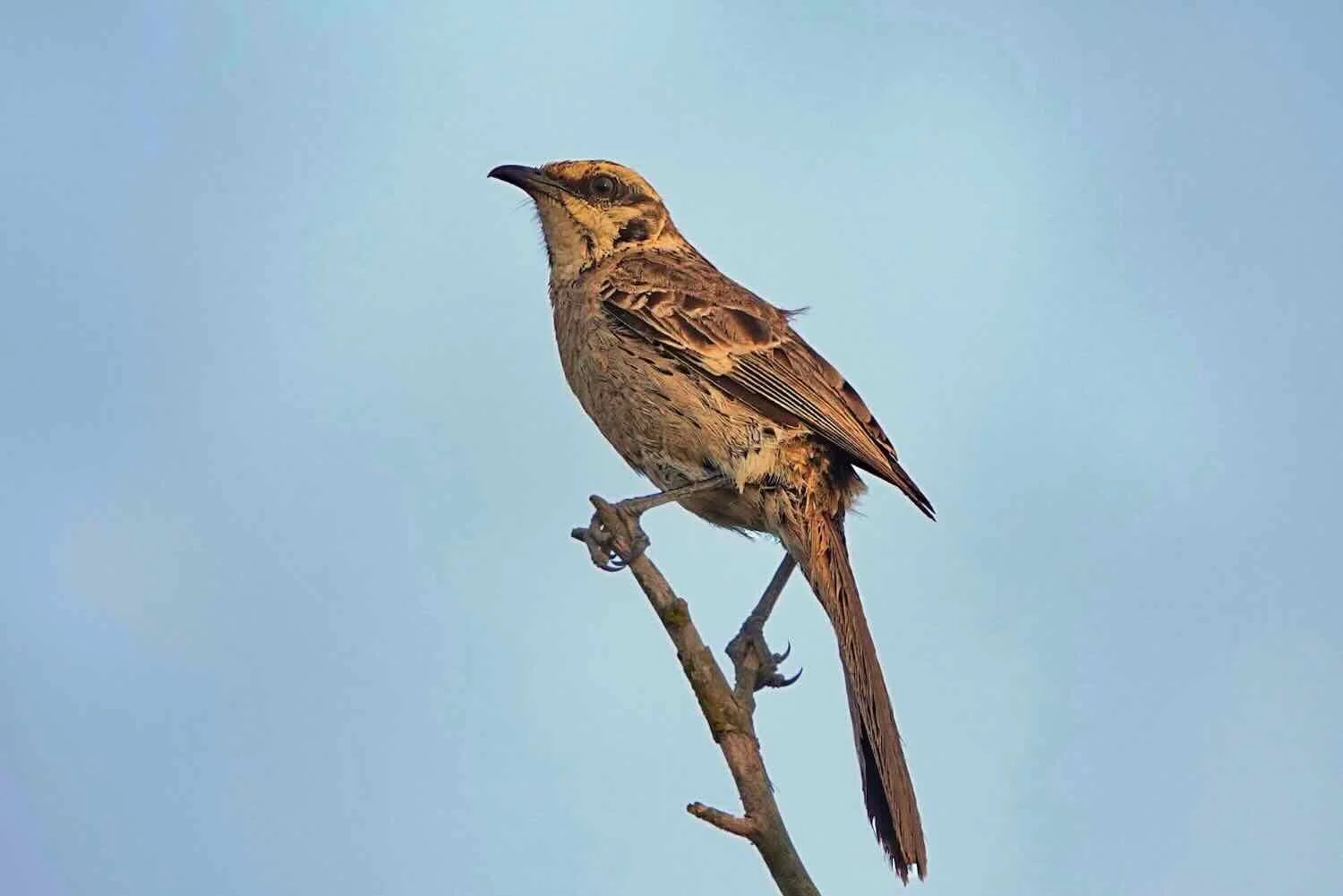 Long-tailed Mockingbird