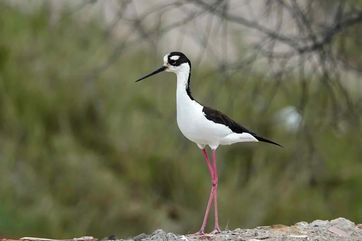 Black-necked Stilt