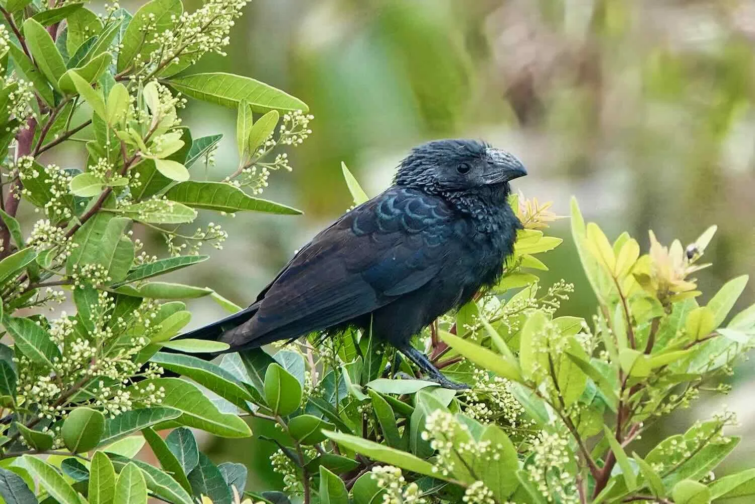 Groove-billed Ani