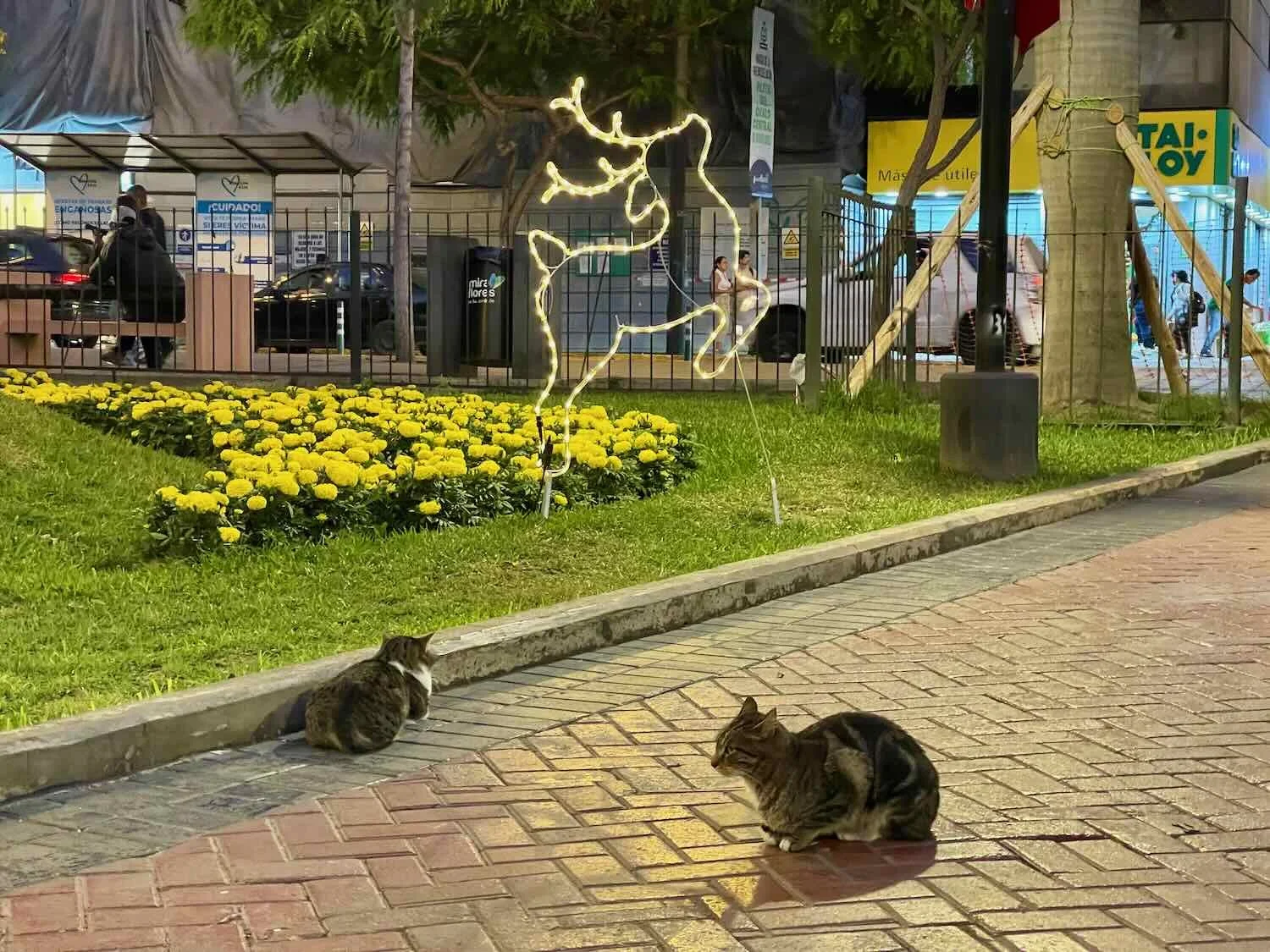 JFK Park in Lima was well know as a cat park. The cats came out and night (we saw 20-30 while walking one evening). Yet they seemed to disappear during the daytime.