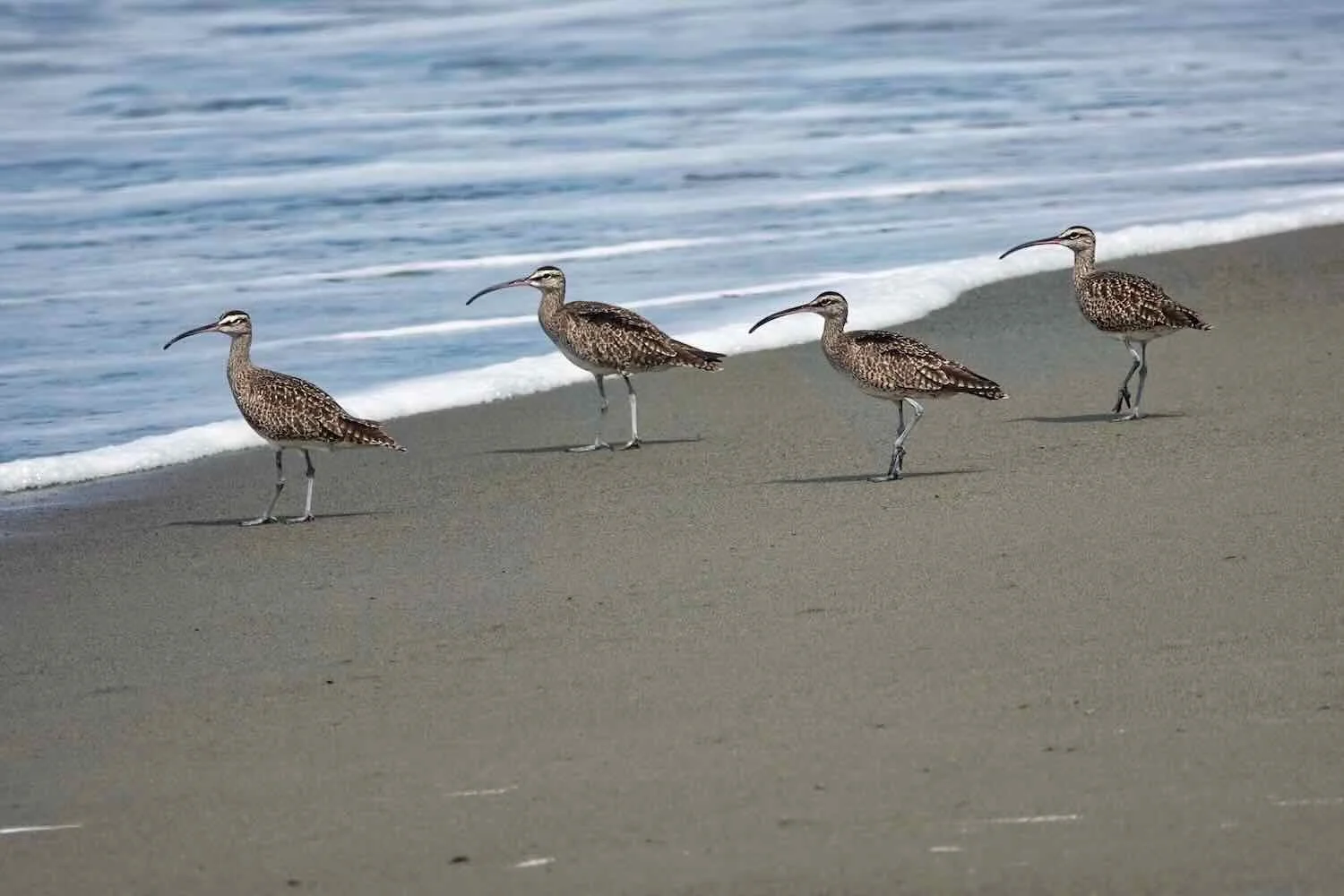 Hudsonian Whimbrel