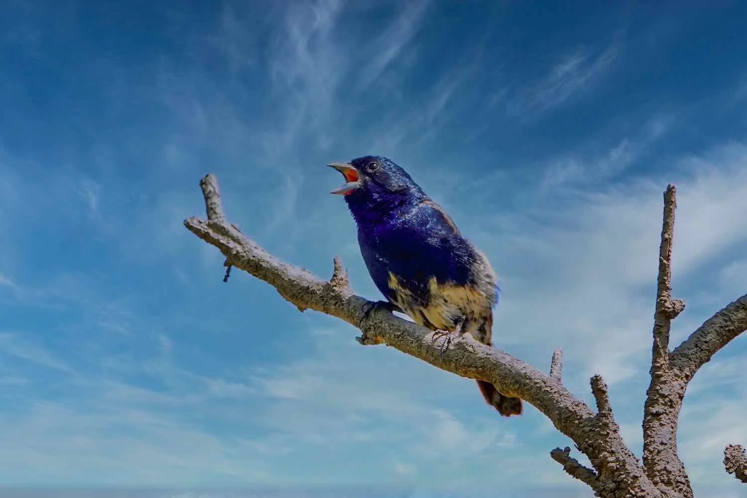 Blue-black Grassquit