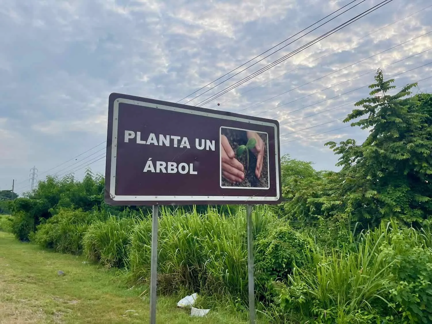 "Plant a Tree"