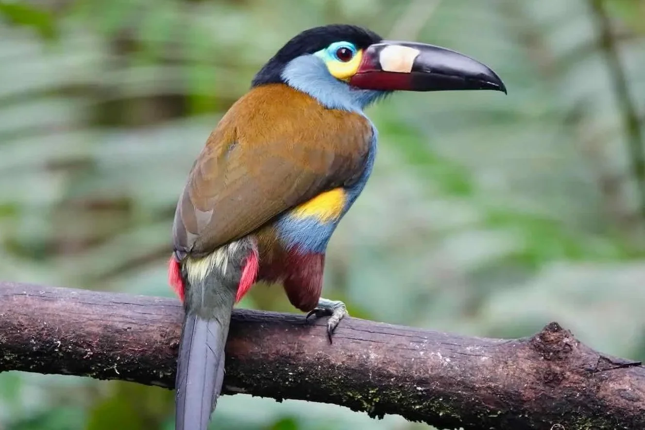 The Wonderful Birds of the Mindo Cloud Forest, Ecuador