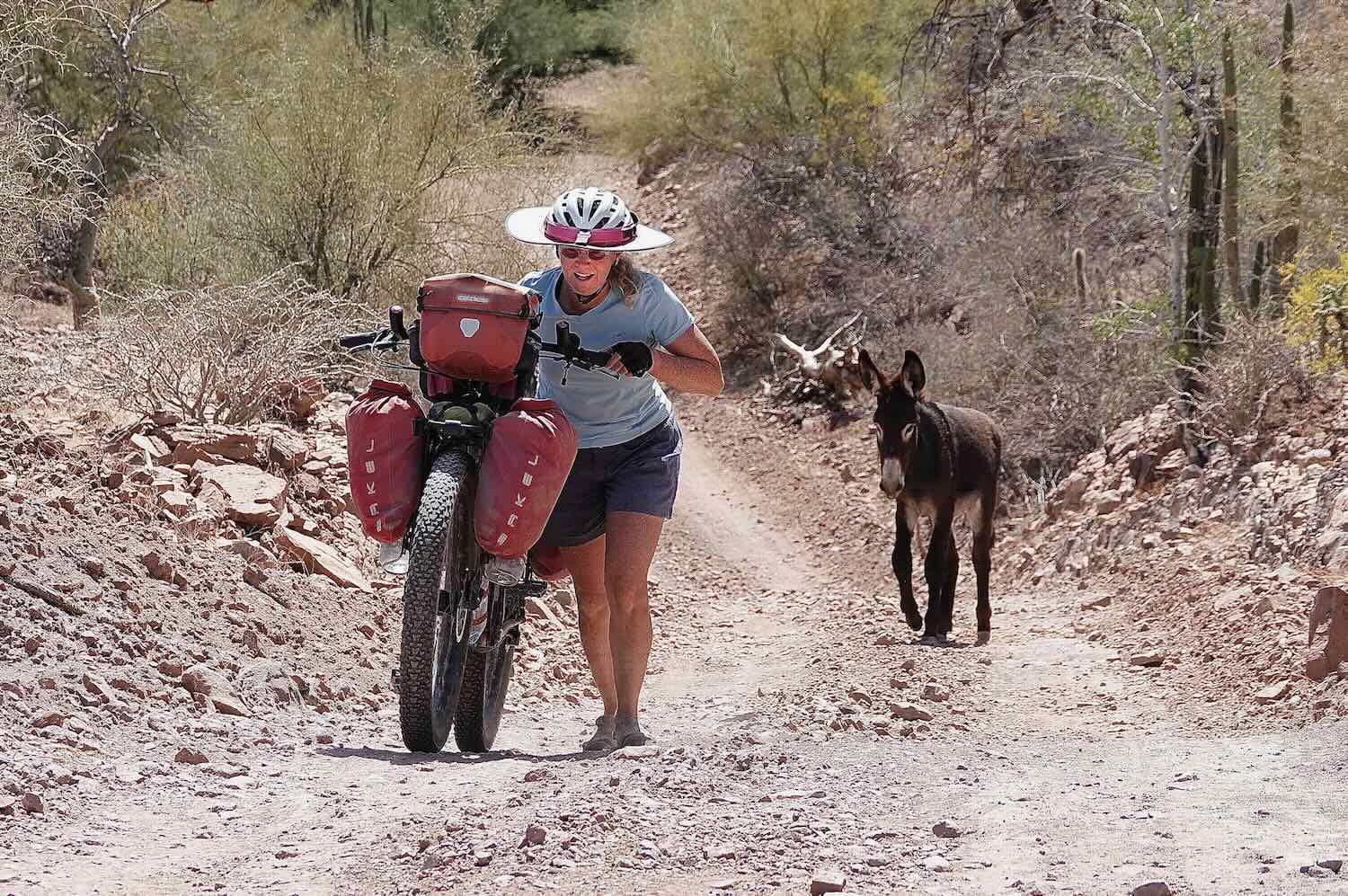 Baja Divide Part 4: Cycling from San Ignacio to Mulegé — Pedals and Puffins