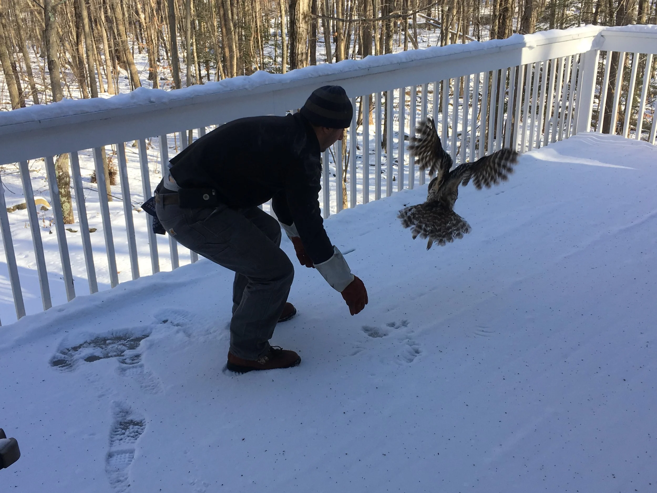 Wildlife visual data 8