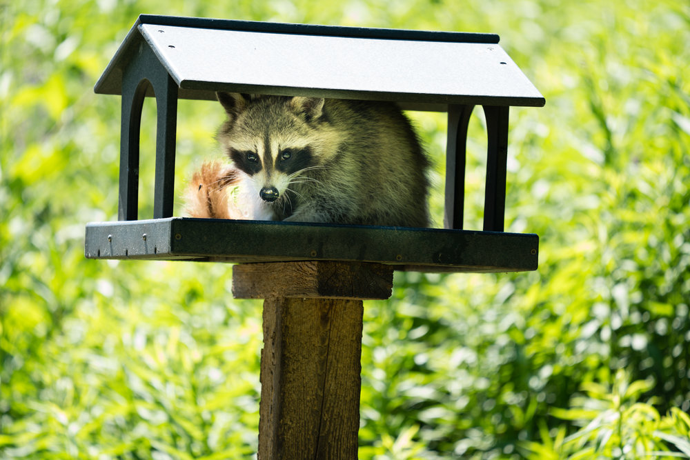 wildlife removal