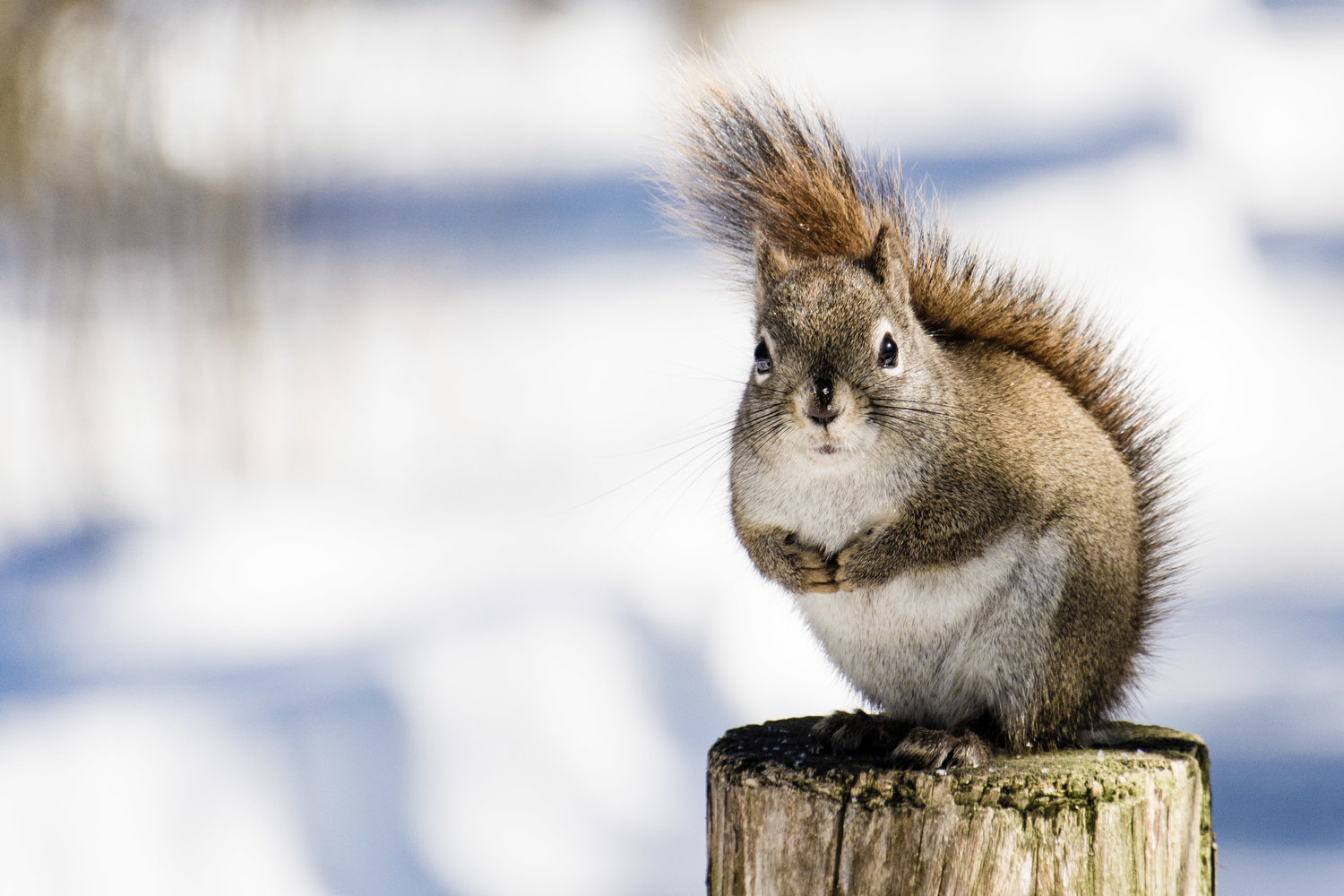 wildlife removal