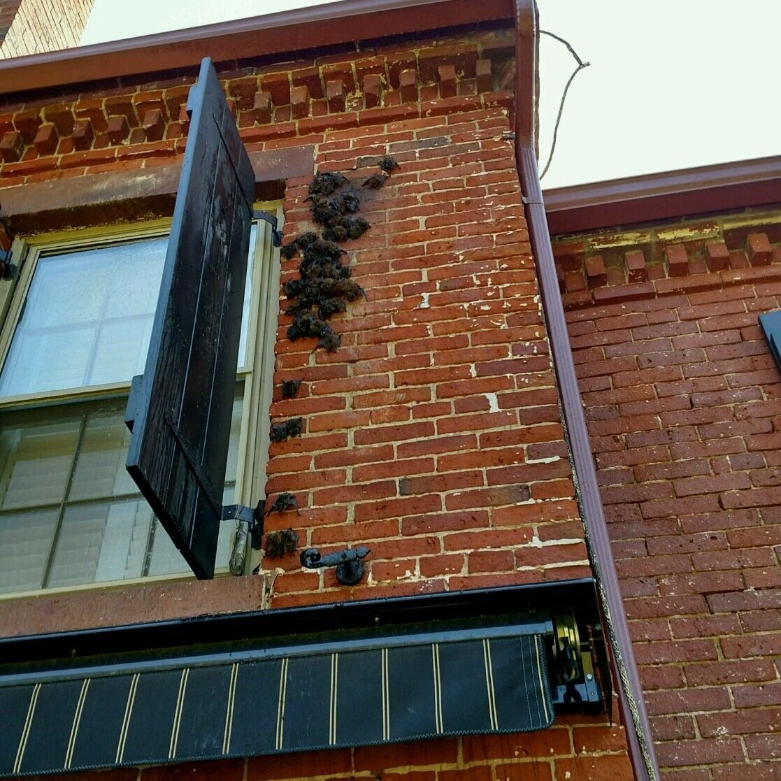 Nesting in Manchester