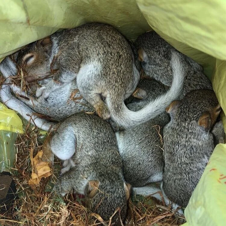 Baby Squirrels