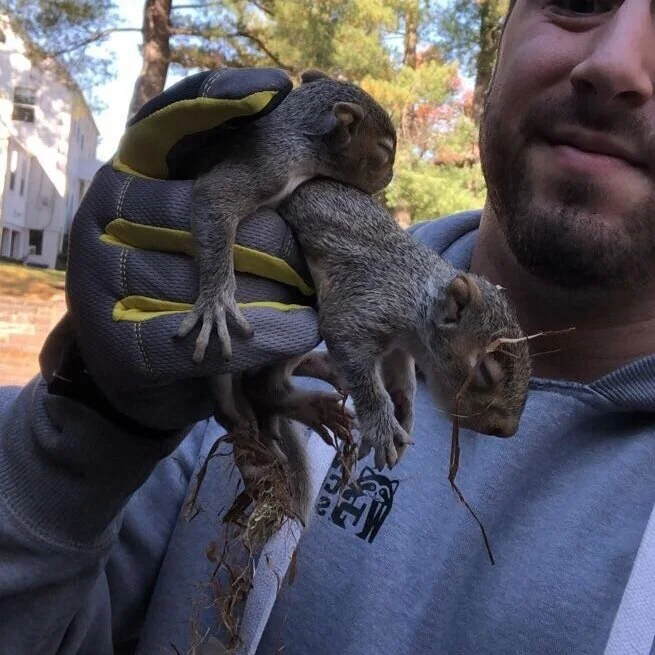 Baby Squirrels