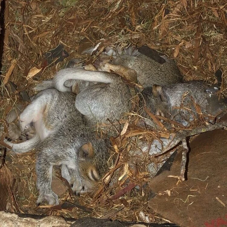 Baby Squirrels