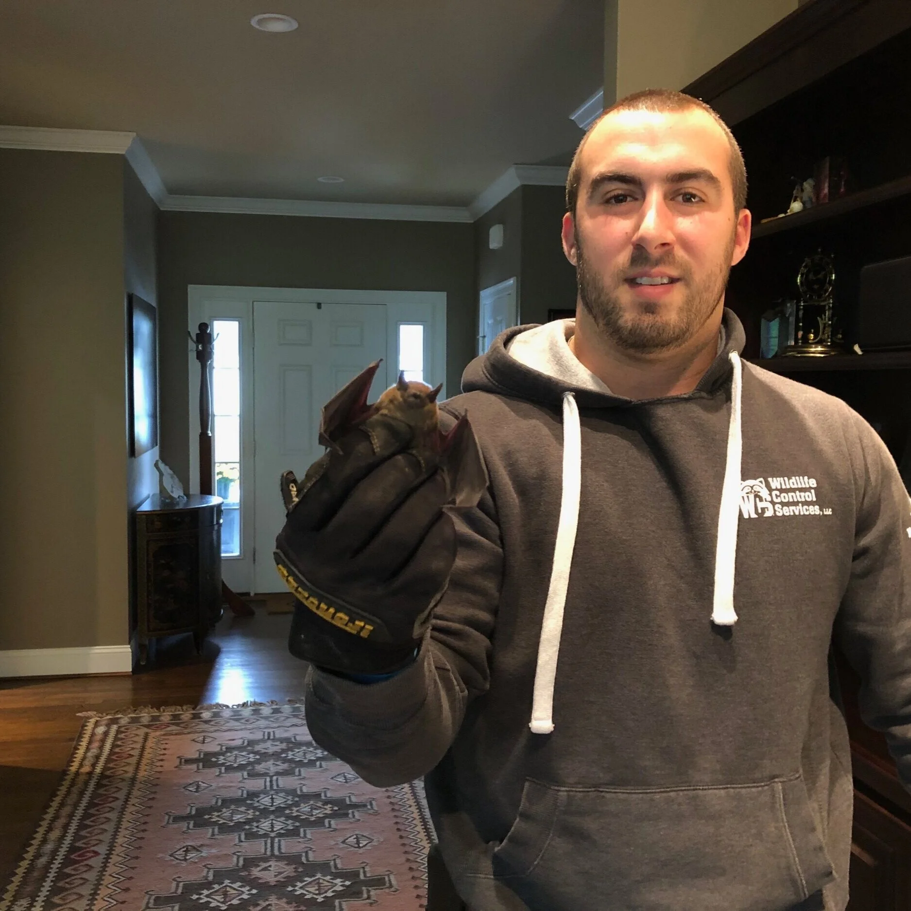 Bats in the chimney!